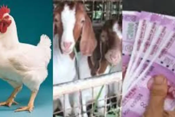 befunky-collage24-1765874606