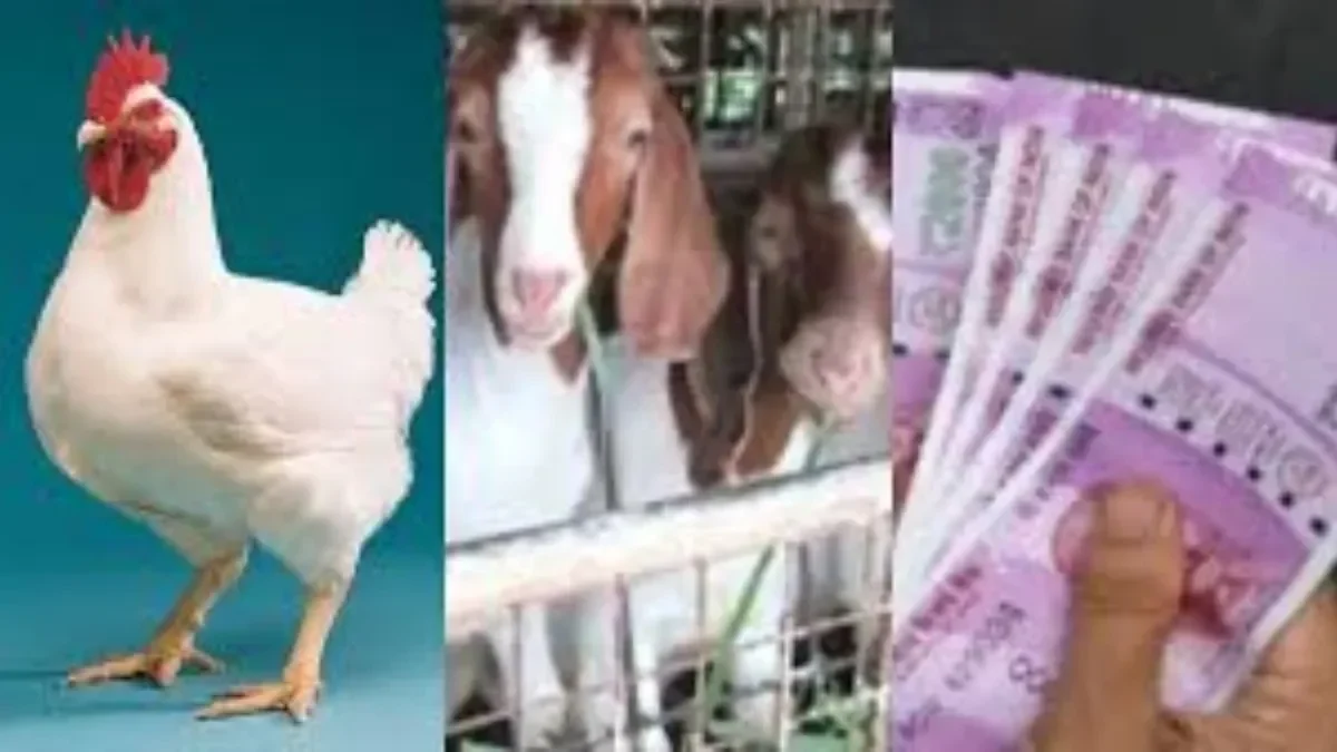 befunky-collage24-1765874606